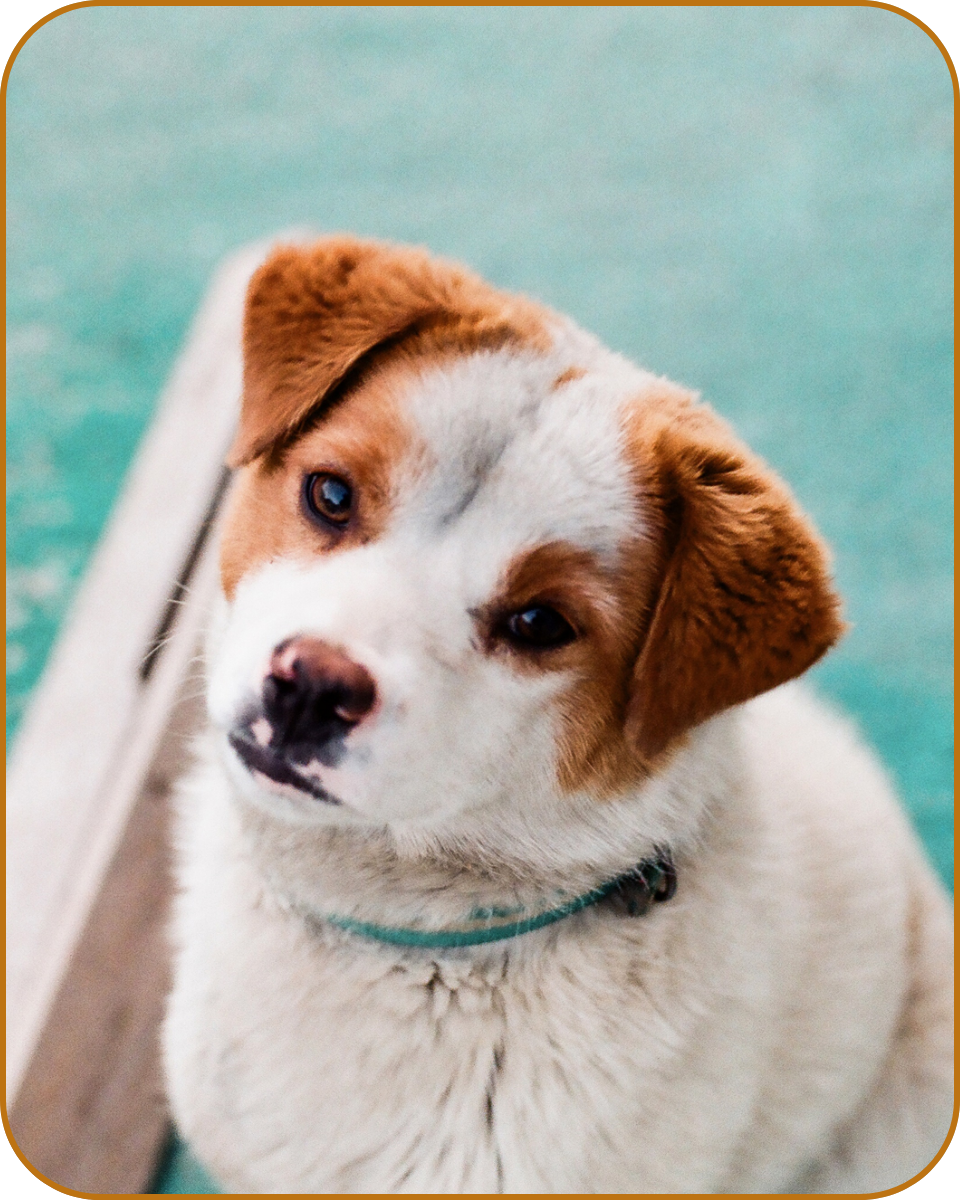 Dog Travel & Outdoor